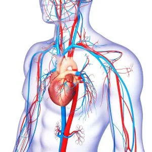 servicio dopper carotídeo - CardioSurPeru